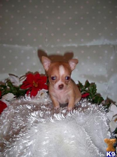 Chihuahua Puppies for Sale